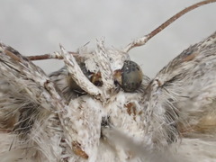 Xyloryctidae