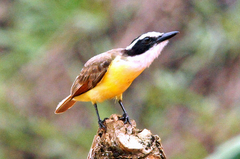 Pitangus sulphuratus