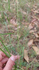 Panicum decompositum