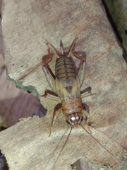Gryllodes sigillatus