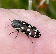 Diphucrania duodecimmaculata