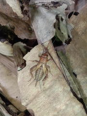 Gryllodes sigillatus