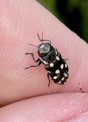 Diphucrania duodecimmaculata