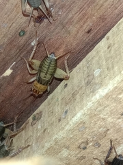 Gryllodes sigillatus