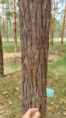 Panicum decompositum