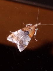 Antiscopa epicomia