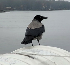 Corvus cornix
