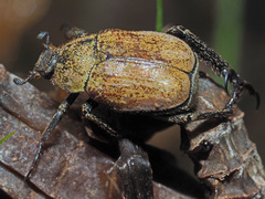 Hoplia argentea