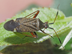Closterotomus biclavatus