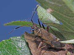 Closterotomus biclavatus
