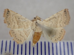 Acontiinae