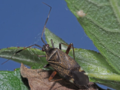 Closterotomus biclavatus