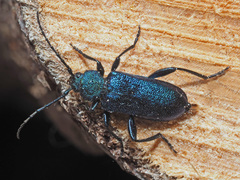 Callidium violaceum