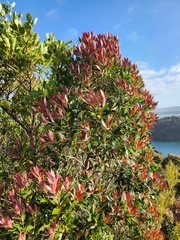 Metrosideros umbellata