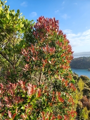 Metrosideros umbellata