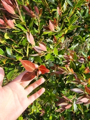 Metrosideros umbellata