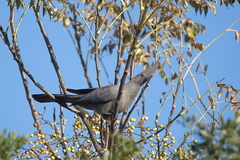 Corythaixoides concolor