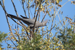 Corythaixoides concolor