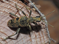 Rhagium mordax