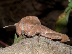 Lobosceliana loboscelis