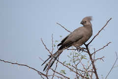 Corythaixoides concolor