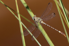 Lestinogomphus angustus
