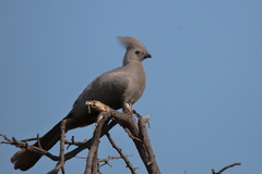 Corythaixoides concolor