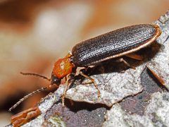 Denticollis linearis