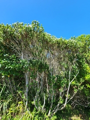 Veronica elliptica