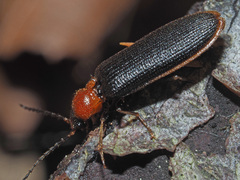 Denticollis linearis