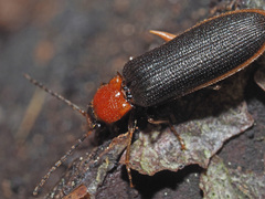 Denticollis linearis