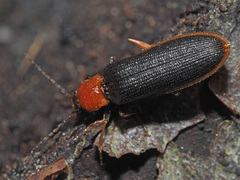 Denticollis linearis