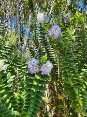 Veronica elliptica