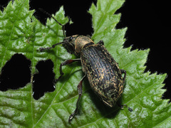 Phyllobius glaucus