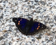 Doxocopa