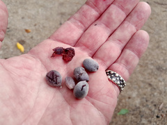 Terminalia microcarpa