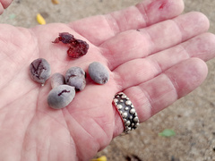 Terminalia microcarpa