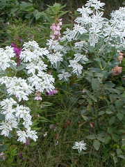 Euphorbia marginata