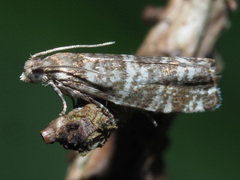Epinotia tedella