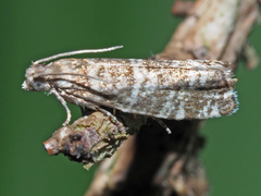 Epinotia tedella