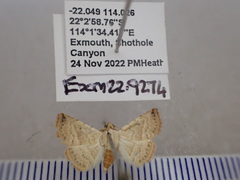 Acontiinae