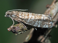 Epinotia tedella