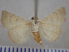 Acontiinae