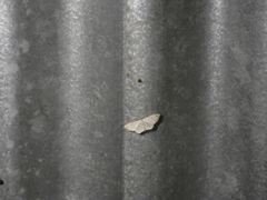 Ptychamalia perlata