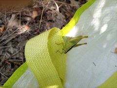 Heteracris pterosticha