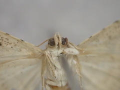 Acontiinae