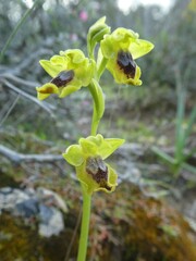 Ophrys lutea