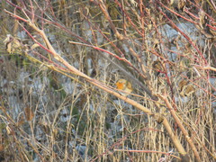 Erithacus rubecula rubecula
