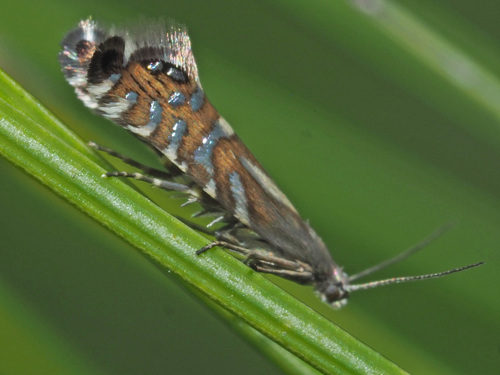 Glyphipterix thrasonella Scopoli, 1763