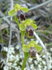 Ophrys fusca